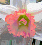 White and Pink Daffodil